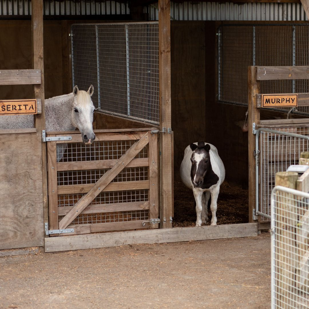 Horse Safe/ Mesh Equine Gates - FAQ – PEAK ROAD